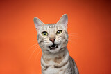 Fototapeta Zwierzęta - portrait of a green eyed silver tabby bengal cat making funny face looking displeased on orange background with copy space