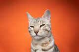Fototapeta Zwierzęta - silver tabby bengal cat looking displeased and angry on orange background with copy space
