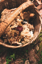 Edible Mushrooms In Wicker Basket In Forest