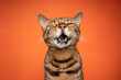 © furryfritz - funny bengal cat portrait with mouth open singing or crying on orange background