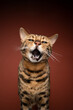 spotted bengal cat with mouth wide open meowing  looking at camera on brown background