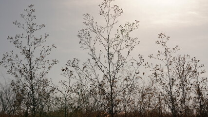 Wall Mural - the beautiful and soft reeds view with the warm sunset sunlight in the windy day