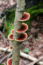 Polypore Mushrooms On A Tree Trunk, Fungus On A Tree