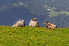 Cattle In Tyrol