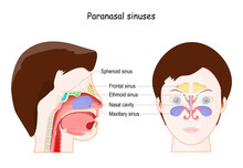 Paranasal Sinuses. Frontal View And Lateral Projection