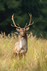 Wall Mural - fallow deer, dama dama, looking to the camera on field in autumn. spotted male mammal staring in lon