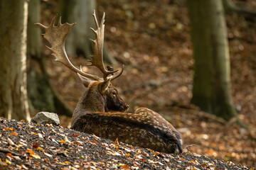 Wall Mural - fallow deer, dama dama, lying on ground in forest in autumn nature. spotted stag resting in woodland