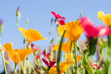 Fototapeta Kwiaty - Yellow flowers of the Eschscholzia Californica and red flowers of Linum Grandiflorum rubrum on a sky background.Floral natural background.Summer concept.Selective focus with shallow depth of field.