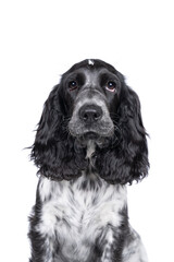 Wall Mural - Full body portrait of a cute English cocker spaniel sitting looking at the camera isolated on a white background