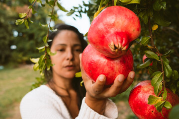 young woman harvesting fresh red and ripe pomegranates from tree in autumn season with her hands. pomegranates are healthy seasonal fruits ideal for vegan diet