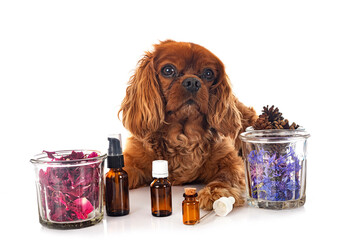 Wall Mural - alternative medicine for dog