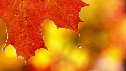 Wall Mural - Super slow motion of autumn maple leaf with rain and water drops. Filmed on high speed cinema camera, 1000 fps.