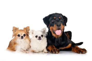 Wall Mural - puppy rottweiler and chihuahuas