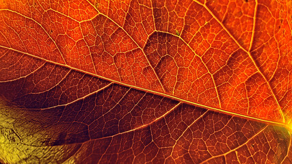 Wall Mural - autumn leaf in macro for background.