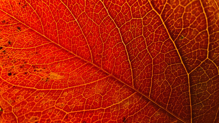 Wall Mural - autumn leaf in macro for background.
