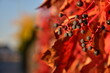 Kolory jesieni, jesiennie, czerwone dzikie wino. Colours of autumn, woodbine.