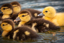 Muscovy Ducklings On The Water