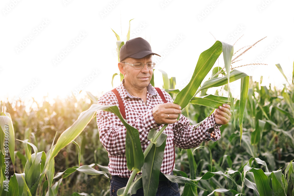 Agricultural products of farm corn. Farmer checks the harvest on the ...