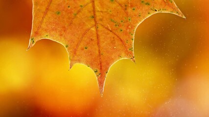 Wall Mural - Super slow motion of autumn maple leaf with dripping water drop. Filmed on high speed cinema camera, 1000 fps.