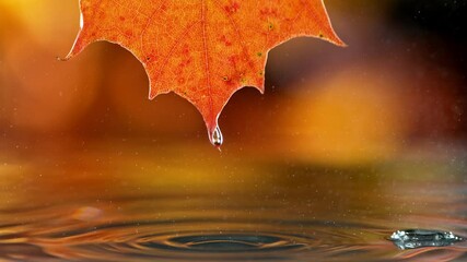Super slow motion of autumn maple leaf with dripping drops into water. Filmed on high speed cinema camera, 1000 fps.