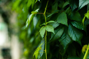 Leaves of a tree in the setting sun