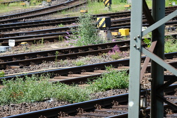 Wall Mural - FU 2020-07-21 Reisholz 85 Pflanzen wachsen zwischen den Bahnschienen