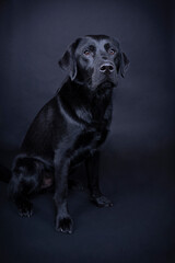 Wall Mural - Studio shot of a Black labrador dog with brown eyes isolated on black background