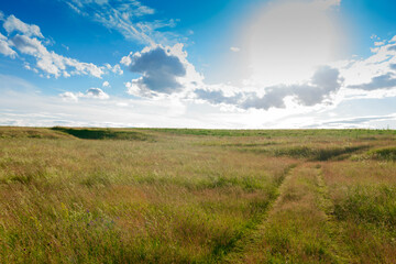 Wall Mural - A field overgrown with grass in the evening at sunset and followed by a car