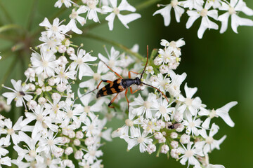 Longhorn Beetle Strangalia attenuata on white blossom