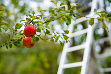 Wall Mural - Apples at the tree. Harvesting fruit in garden at autumn. Red apple from organic farm. Ladder at the background