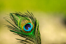 Peacock Feather Close Up