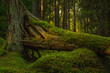 © Magnus - Fallen fir tree covered with green moss, deep in a forest in Sweden