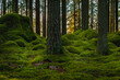 Old pine and fir forest with green moss covering rocks and the forest floor