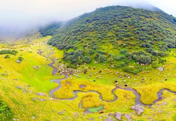 sheep near a winding stream