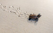 Little Sea Turtle Cub, Crawls along the Sandy shore in the direction of the ocean to Survive, Hatched, New Life, Saves, Way to life, Tropical Seychelles, footprints in the sand, forward to a new life