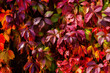 Leinwandbild Motiv Virginia creeper leaves. Bright autumn red leaves. Natural background. The wall covered with climbing vine
