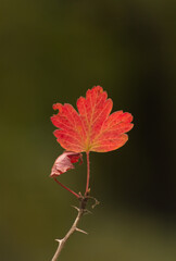 Wall Mural - Autumn orange leaf on a branch