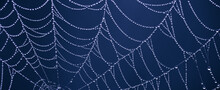 Argiope Bruennichi Yellow-black Spider In Her Spiderweb