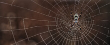 Argiope Bruennichi Yellow-black Spider In Her Spiderweb