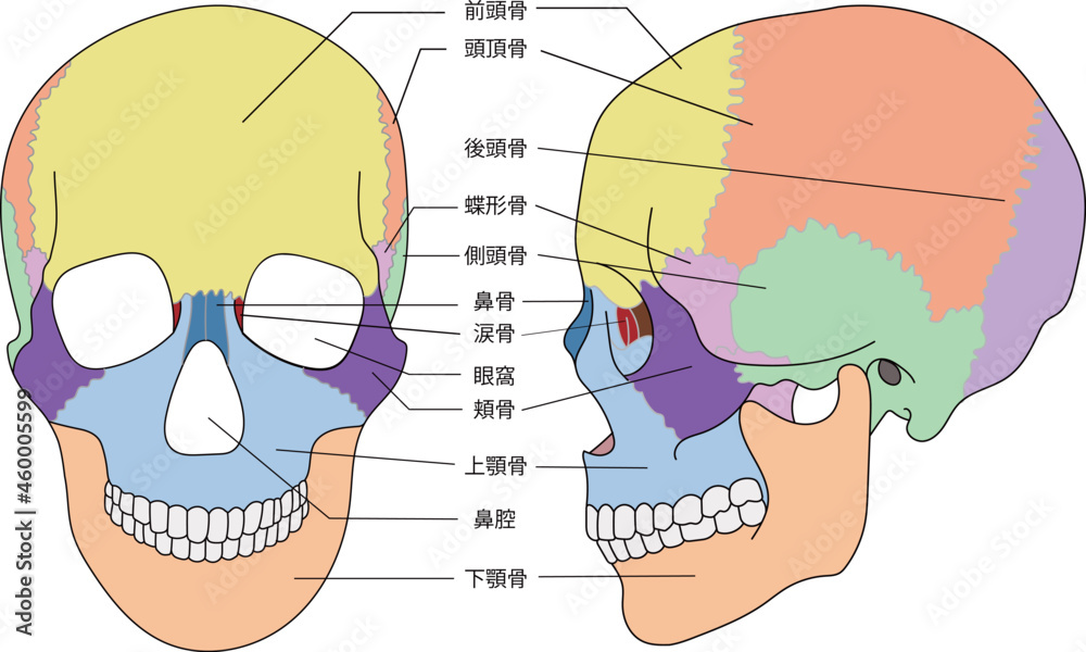 頭蓋縫合 71fMg+AC0vL.jpg_BO30,255,255,