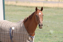 Chestnut Horse With Plaid Sheet