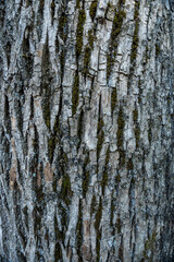 Wall Mural - texture background of a rough tree bark surface