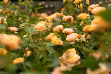 Field Of Yellow Orange Roses Flowers In A Rose Garden