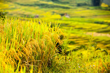 Wall Mural - Yellow season in Northwest Vietnam. In autumn the golden rice fields covering the mountains and attracts a lot of tourists. Terraced fields are unique cultural features of ethnic minorities in