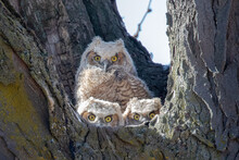 Great Horned Owl Chicks In Nest