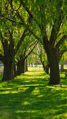 close view of two lines of trees on each side of the photo leaving some copy space in the center. Taken in a forest on a sunny morning