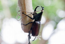Beetle ( Dynastinae ) On Sugarcane, Raising Beetles To Fight Sports Games Of Thai Teenagers