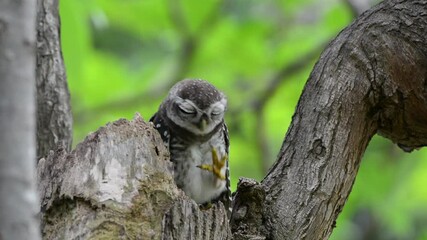 Juvenile owl in nature.
Spotted owlet  blinking big eyes and scratching with left leg,hd video.
