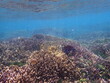 スリランカ　ピジョン島国立公園の魚