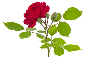 Wall Mural - Red rose isolated on white background.